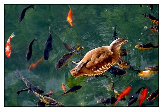 Bataille navale Jardins de la Fontaine, Nîmes, parcs, couleurs, lumière