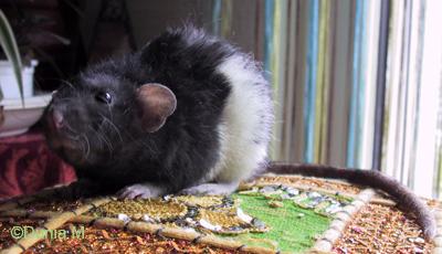 Chillito et ses rejetons Rate