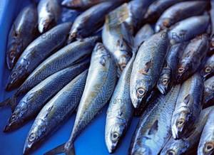 Tag ou tague! Que sais-je! photo-divers-poissons.1207523267.jpg