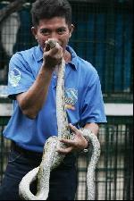 python de deux mètres