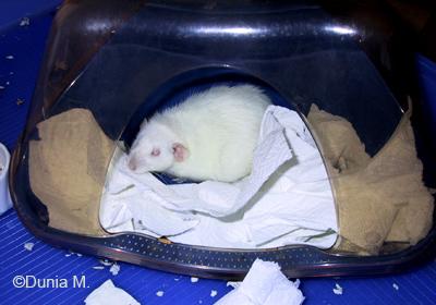 Rats: sexe, haine, grossesse et bébés 10408hednid2.1207824017.jpg