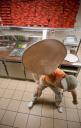 Champion mondial du lancer... de la pâte à pizza ! pizza1.jpg