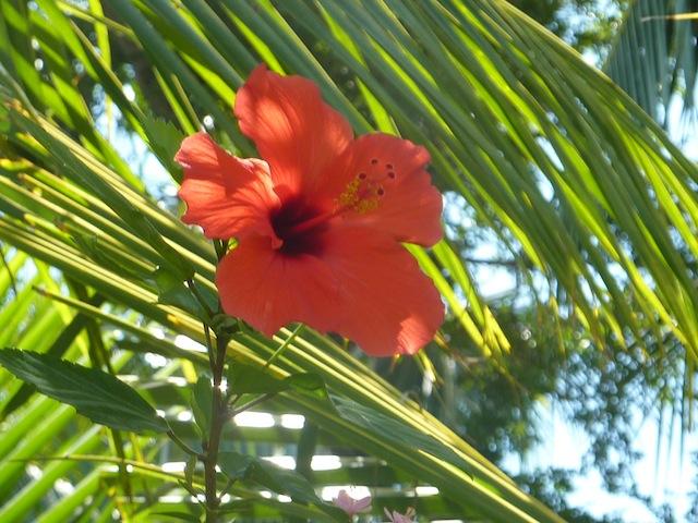 Flower power au Sri Lanka
