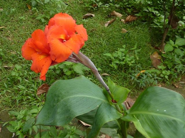Flower power au Sri Lanka