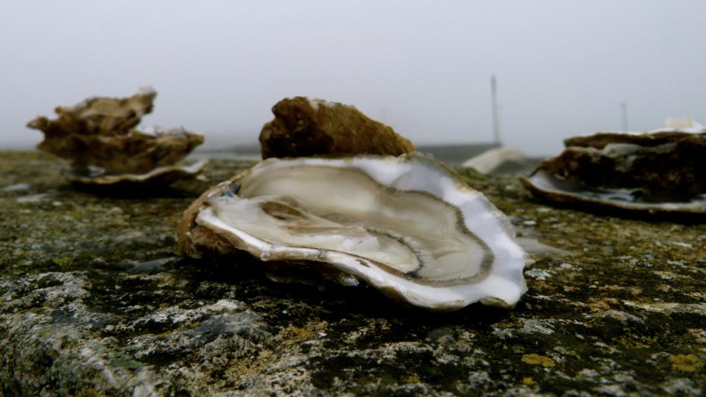 Dégustation d'huîtres dans un port de Charente-Maritime en France, le 12 janvier 2012 © Fanny Virton Lavorel