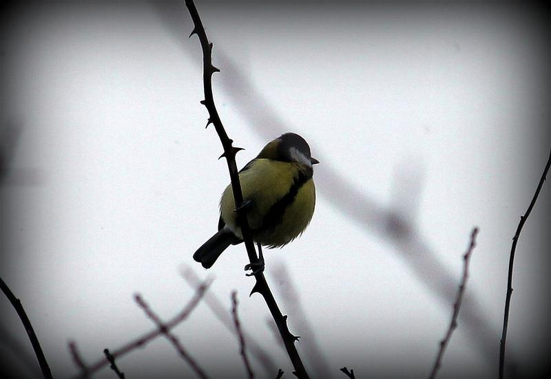 Vive Mademoiselle France ! Vive Mademoiselle France !