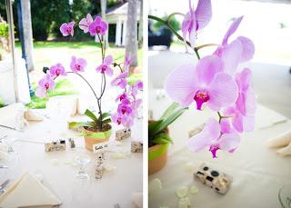 Les Orchidées naturelles