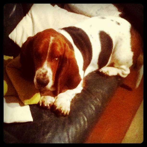 Quand le chat n'est pas là, les souris dansent Quand le chat n'est pas là, les souris dansent