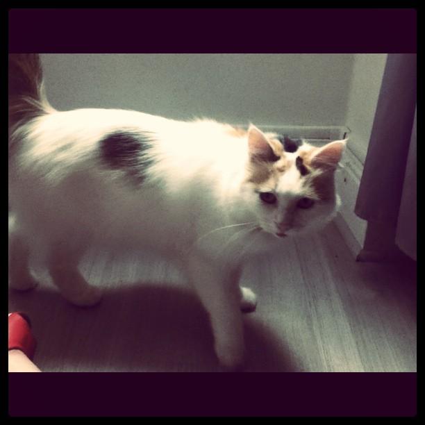 Quand le chat n'est pas là, les souris dansent Quand le chat n'est pas là, les souris dansent