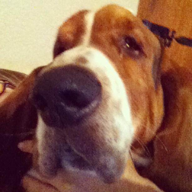 Quand le chat n'est pas là, les souris dansent Quand le chat n'est pas là, les souris dansent