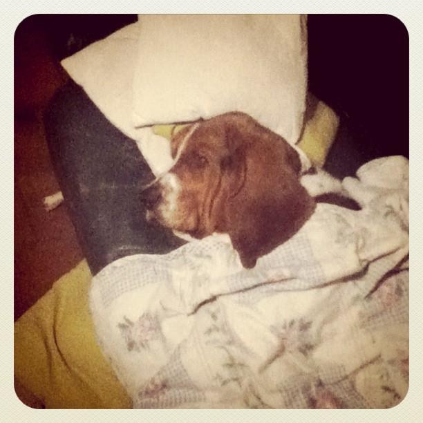 Quand le chat n'est pas là, les souris dansent Quand le chat n'est pas là, les souris dansent