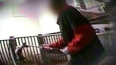 Actions/causes berger-blanc-1.JPG