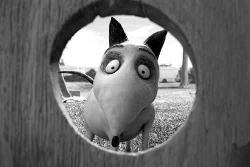 Top 10 des meilleurs films d'horreur de 2012 frankenweenie-tim-burton.jpg
