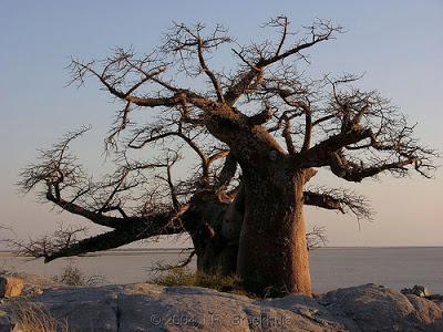 Recette du pays: jus de baobab