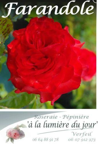 Des plantes - une roseraie - la saint valentin : Y’a-t-il à développer ? Des plantes - une roseraie - la saint valentin : Y’a-t-il à développer ?