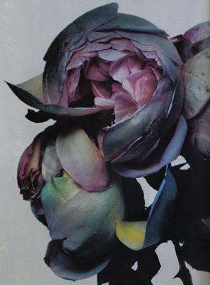 Le photographe Nick Knight présente FLORA Le photographe Nick Knight présente FLORA