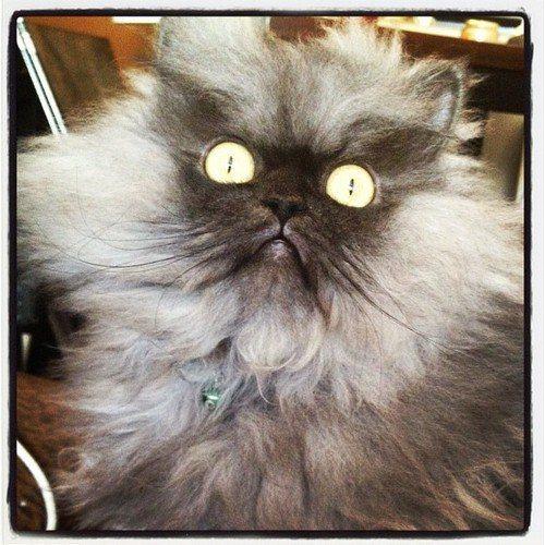 Colonel Meow : Un militaire au regard persan Colonel Meow 01
