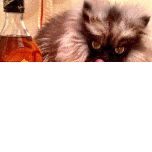 Colonel 19 Colonel Meow : Un militaire au regard persan