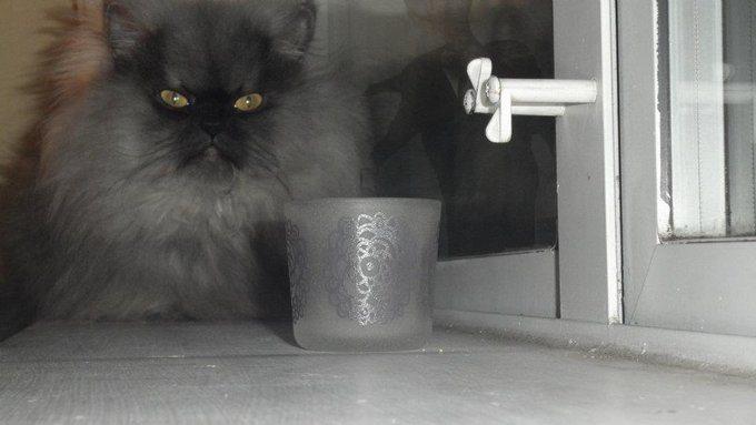 Colonel 043 Colonel Meow : Un militaire au regard persan