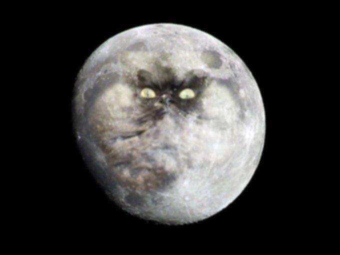 Colonel 053 Colonel Meow : Un militaire au regard persan