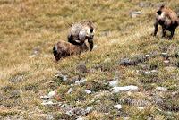Sonate d'automne dans les Bauges - le Mont Pécloz Sonate d'automne dans les Bauges - le Mont Pécloz