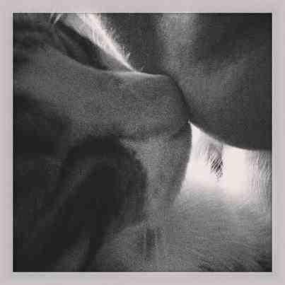 De la fille qui était sous l’emprise de son chat 19085_3606571581770_43269955_n