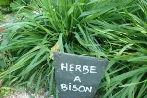 herbe a bison jardin potager de l'abbaye de celles sur belle