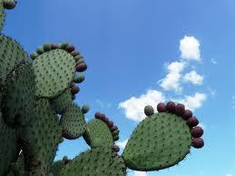 Une petite cure minceur Bio s’impose !!! nopal