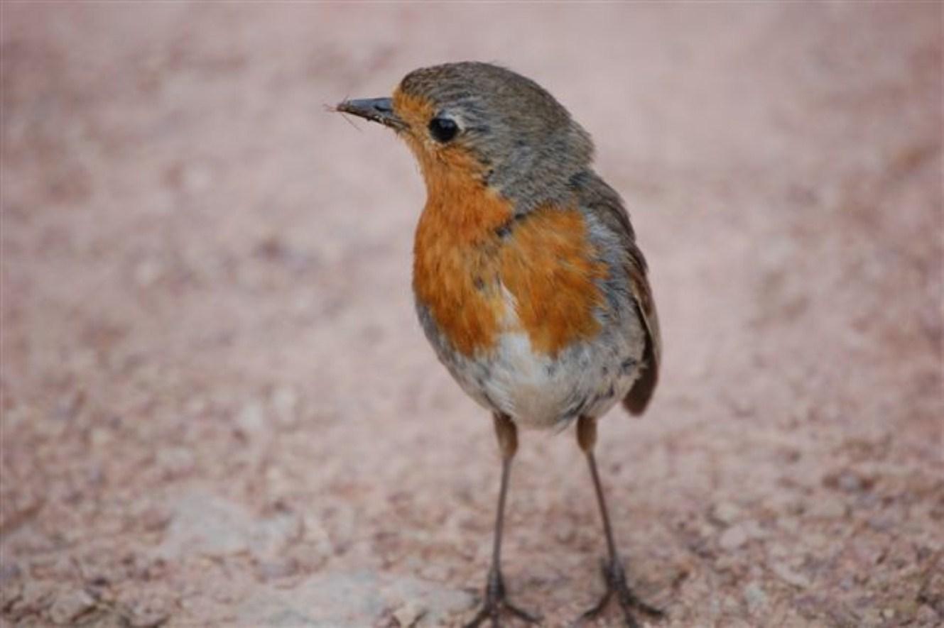 on ne peut pas la taire on ne peut pas la taire