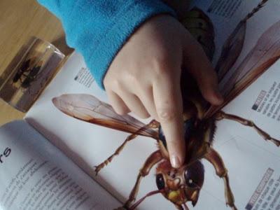 L'anatomie des insectes