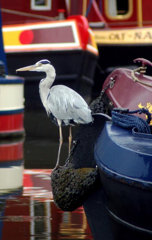 Le héron bonané Le héron bonané