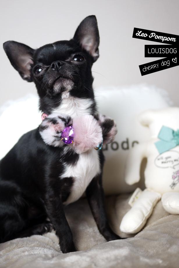 Collier Leo Pompom Louisdog pour chiens Colliers Louisdog pour chiens : Leo Pompom