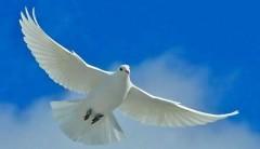 Morceaux choisis - Rabindranath Tagore resize.jpeg