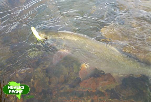 Sur quoi le brochet dans la pêche réelle béquète