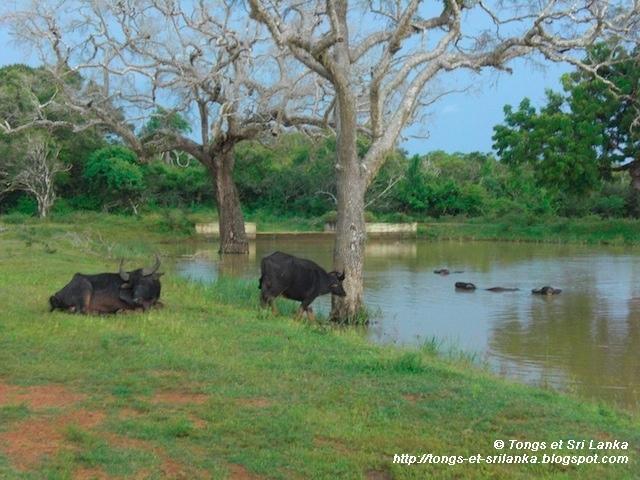 Le parc national de Yala #3 : ses mammifères semi-originaux !