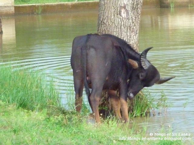 Le parc national de Yala #3 : ses mammifères semi-originaux !