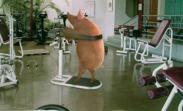 fitness--maigrir-cochon-porc.jpg