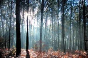 La fouisseuse forets-landaises-262717