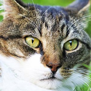 6 INDICES QUI INDIQUENT QUE VOTRE CHAT EST MALADE 6 INDICES QUI INDIQUENT QUE VOTRE CHAT EST MALADE