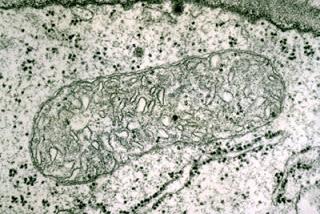 Humanine: précurseur de peptides dérivés des mitochondries?