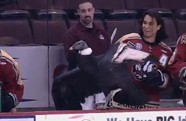 Un condor effraye les joueurs d'une équipe de hockey à Bakersfield aux Etats-Unis, le 10 février 2013