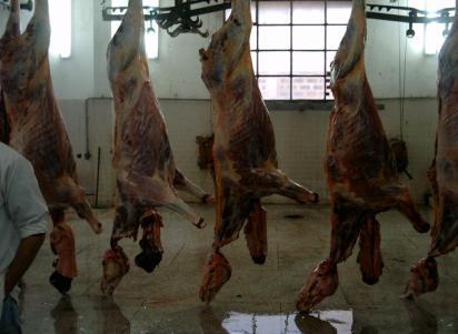 Viande de cheval Viande de cheval