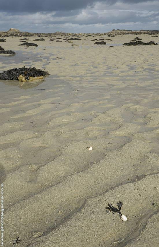Pêche à pieds Coques perdues sur le sable