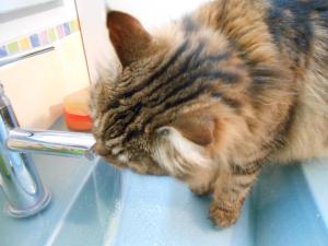 Le pacha chat_eau_hirondellina