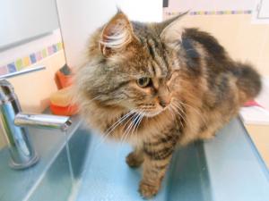 Le pacha chat_hirondellina