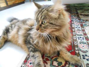 Le pacha le pacha-hirondellina