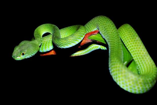 2013 – L’année du serpent, le grand nettoyage… Avec ou sans humour ! :-) 2013 – L’année du serpent, le grand nettoyage… Avec ou sans humour ! :-)
