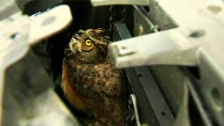 États-Unis Un hibou coincé dans sa voiture (Vidéo) États-Unis Un hibou coincé dans sa voiture (Vidéo)