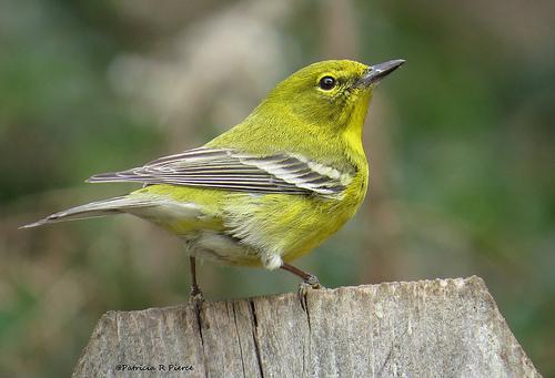 L'UNIVERS DANS LE NOUVEAU MONDE – les premiers pas 25 - suites au 21 DÉCEMBRE 2012 du CYCLE MAYA warbler.jpg