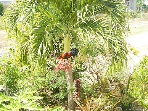 Une poule sur un mur.... DSCN5721.JPG